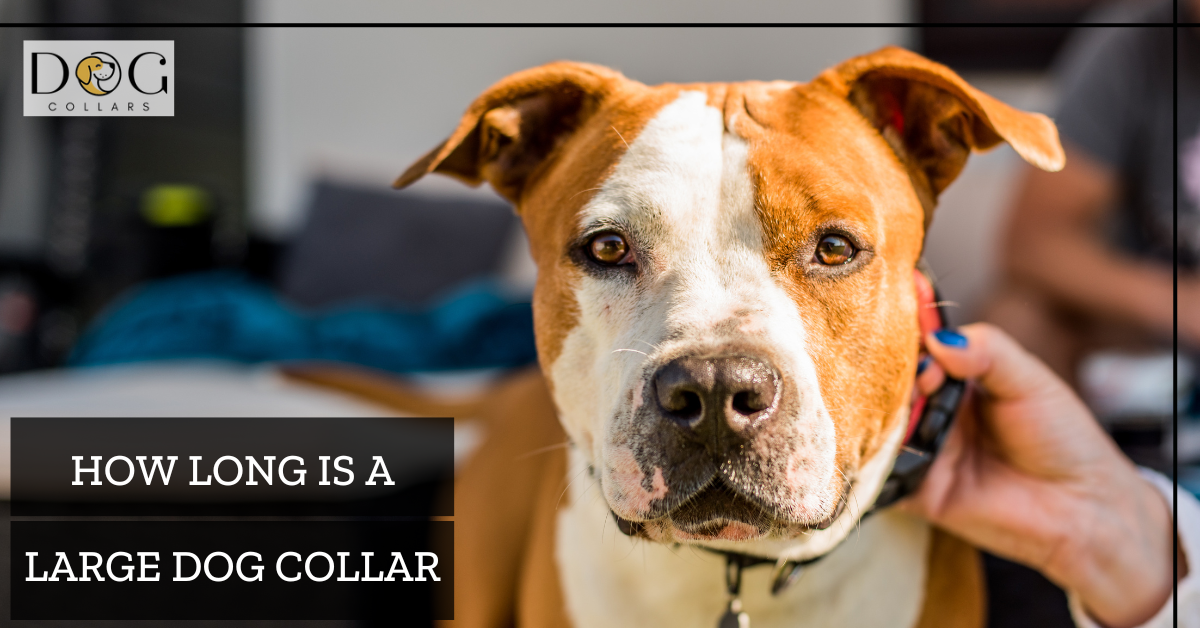 How Long is a large dog collar