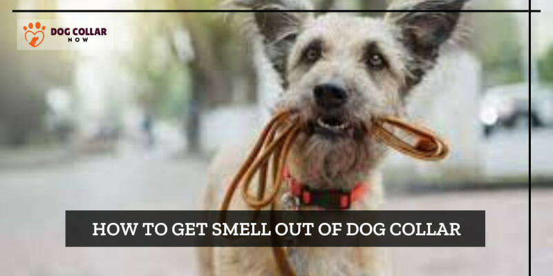How to Get Smell Out of Dog Collar