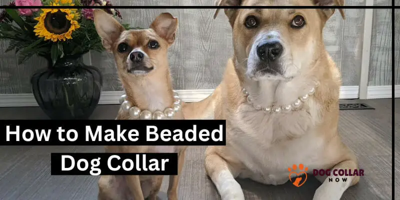 How to Make Beaded Dog Collar