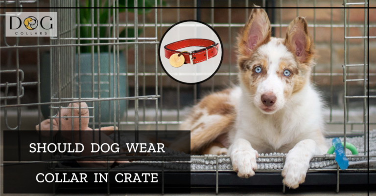 Should Dog Wear Collar In Crate? | Pros and Cons to Consider