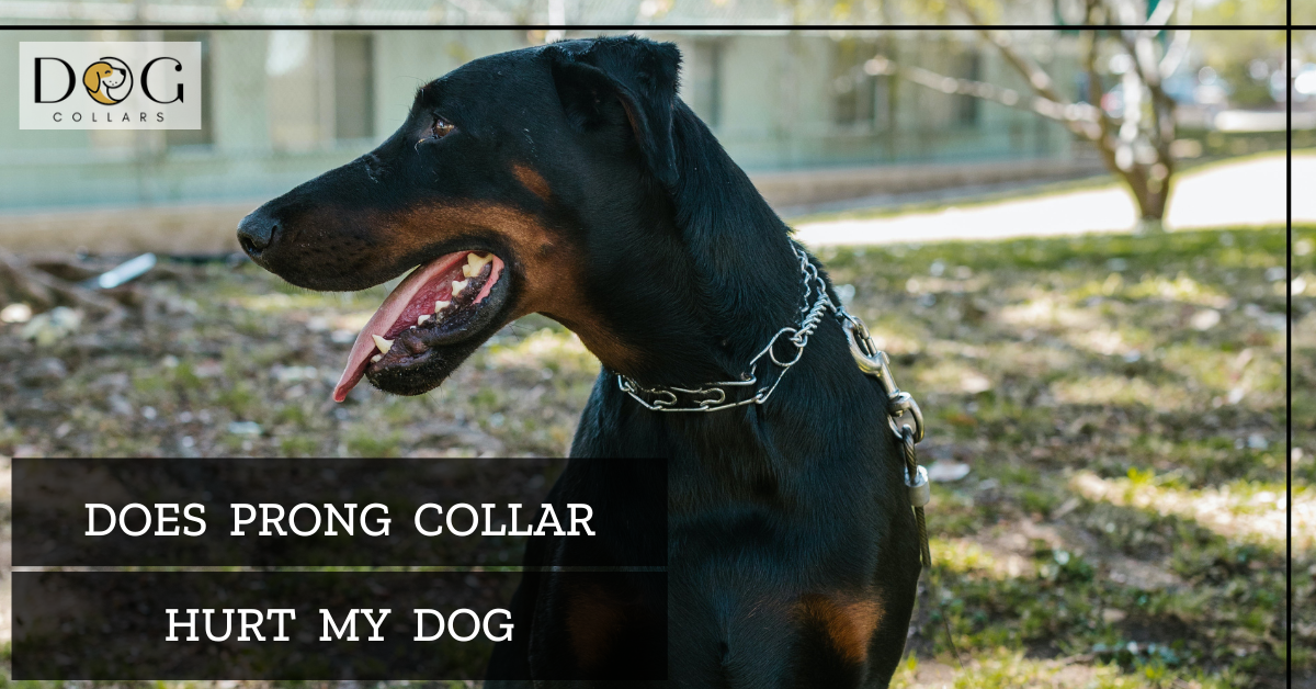 Does prong collar hurt my dog