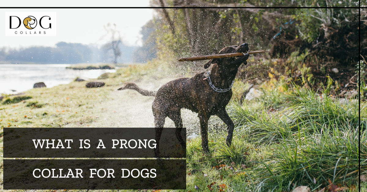 What is a prong collar for dog