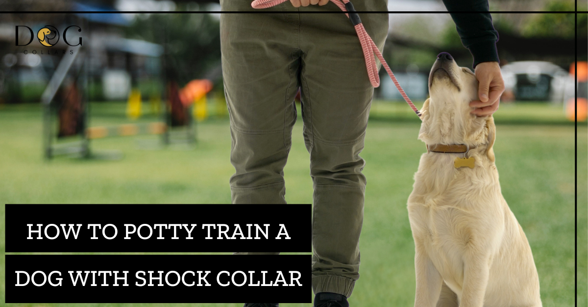 Can You Potty Train a Dog with Shock Collar