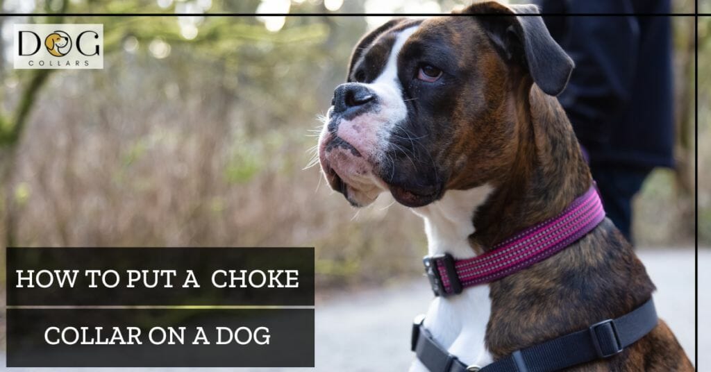 How To Put A Choke Collar On A Dog