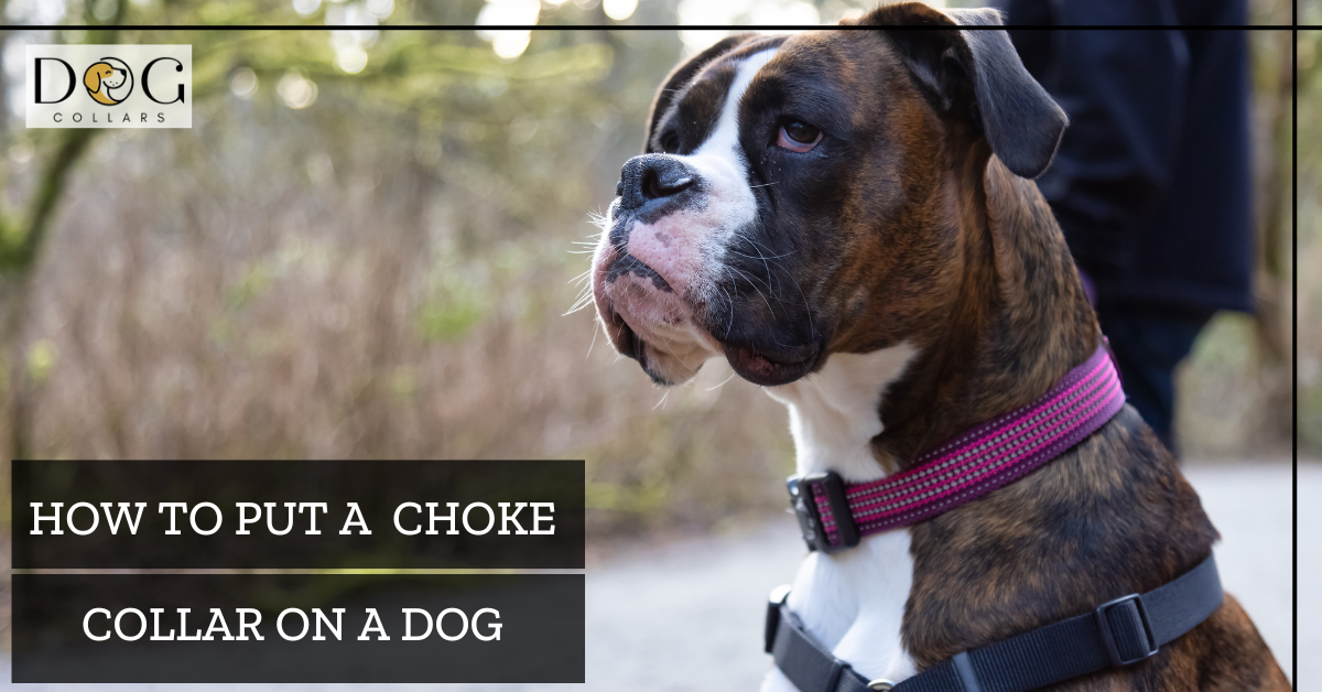 do choke collars work on dogs