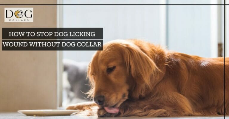 How to Stop Dog Licking Wound Without Collar – 4 Methods