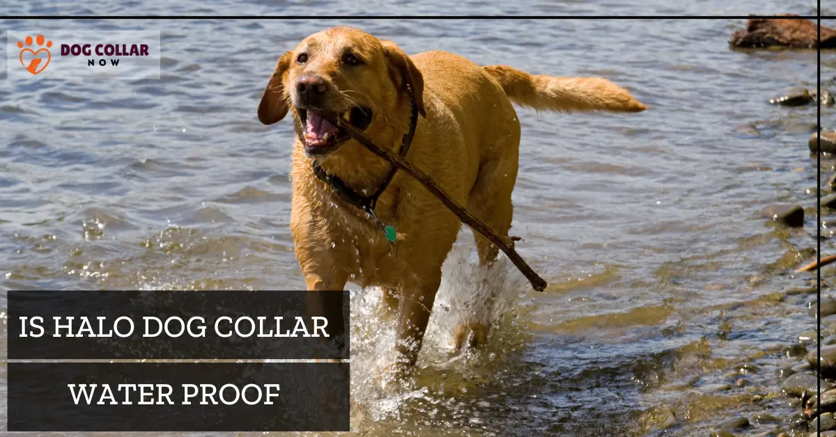 Is Halo Dog Collar Waterproof