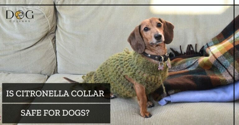 Is Citronella Collar Safe for Dogs? Barking Up the Right Tree