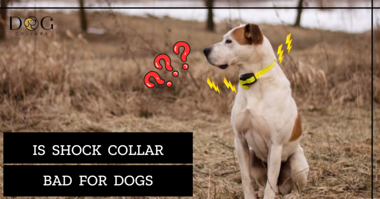 Is Shock Collar Bad for Dogs – Expert Analysis & Advice