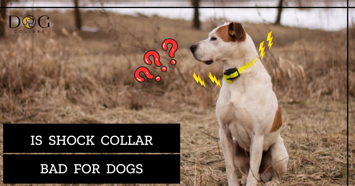 Is Shock Collar Bad for Dogs