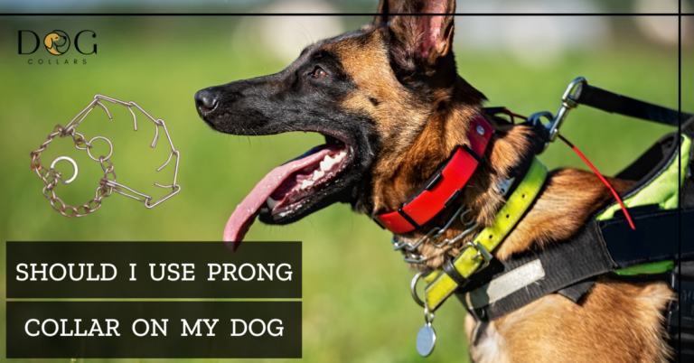 Should I Use a Prong Collar on My Dog – To Use or Not to Use?