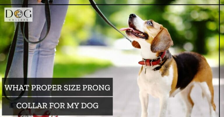 What Proper Size Prong Collar For My Dog – The Right Fit
