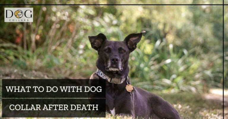 What To Do With Dog Collar After Death – In loving Memory