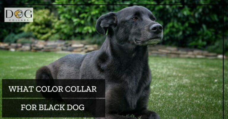 What Color Collar for Black Dog – Enhance Black Beauty