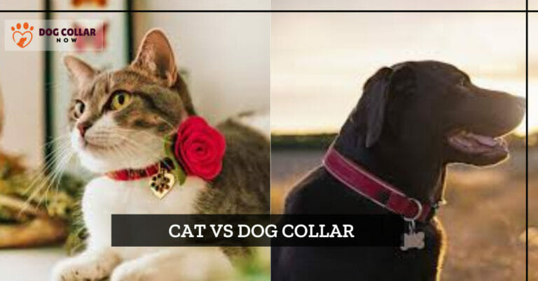 Cat Vs Dog Collar – Unique Characteristics