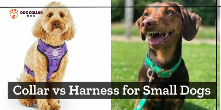 Collar vs Harness for Small Dogs – Choosing the Perfect Gear