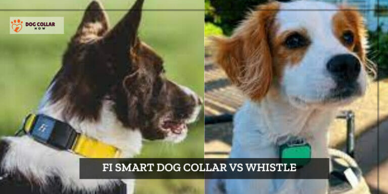 Fi Smart Dog Collar vs Whistle – Best Choice