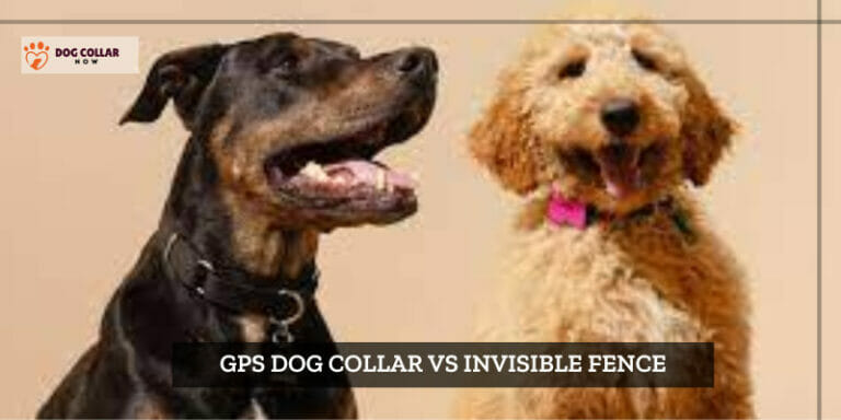 GPS Dog Collar vs Invisible Fence – Comparison