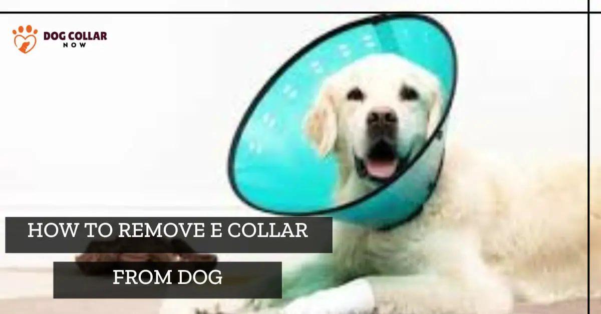 how to remove e collar from dog