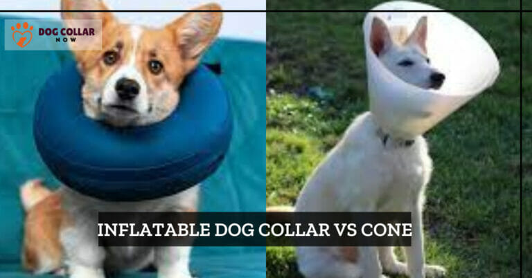 Inflatable Dog Collar Vs Cone – Which is Better (2023)