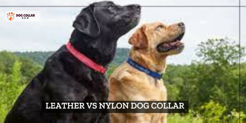 leather vs nylon dog collar