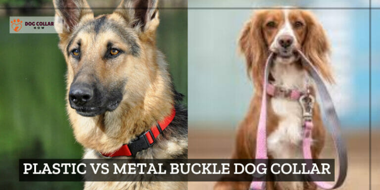 Plastic vs Metal Buckle Dog Collar – Which Should I Choose