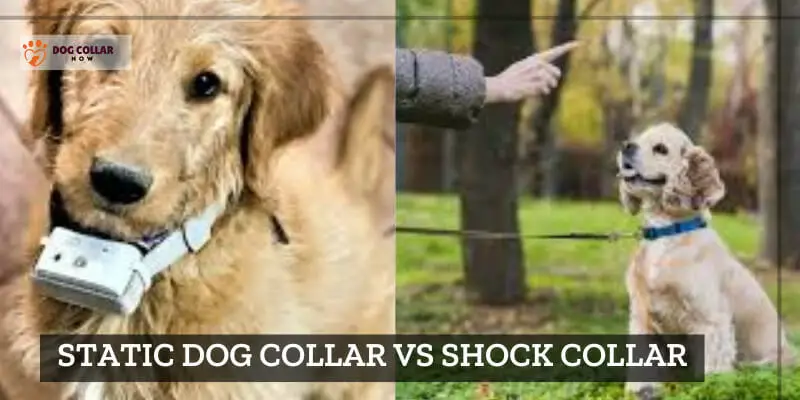 static dog collar vs shock collar