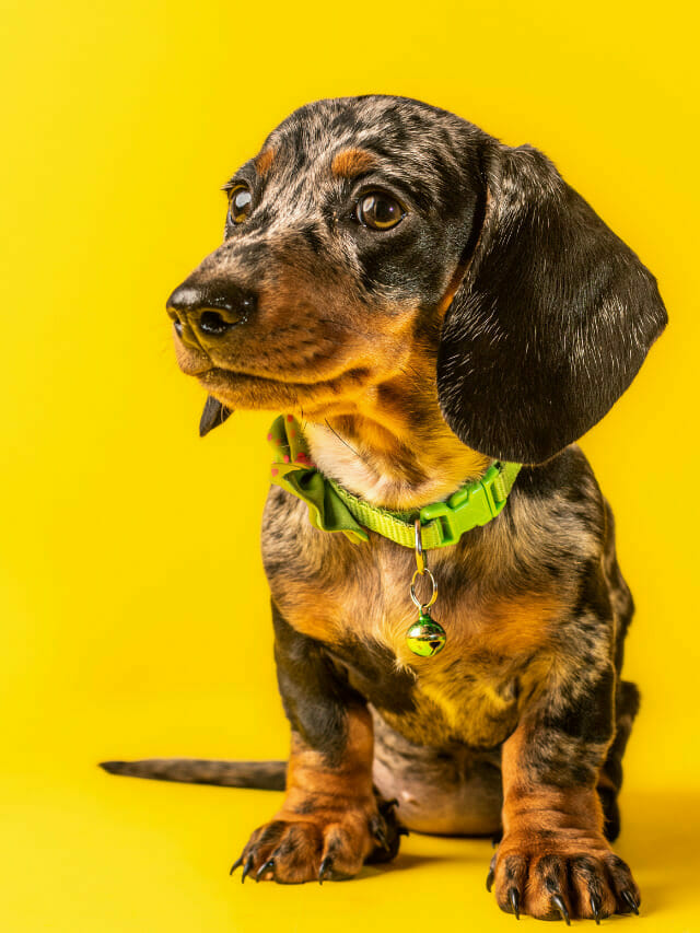 Collar Or Harness For Dachshund 