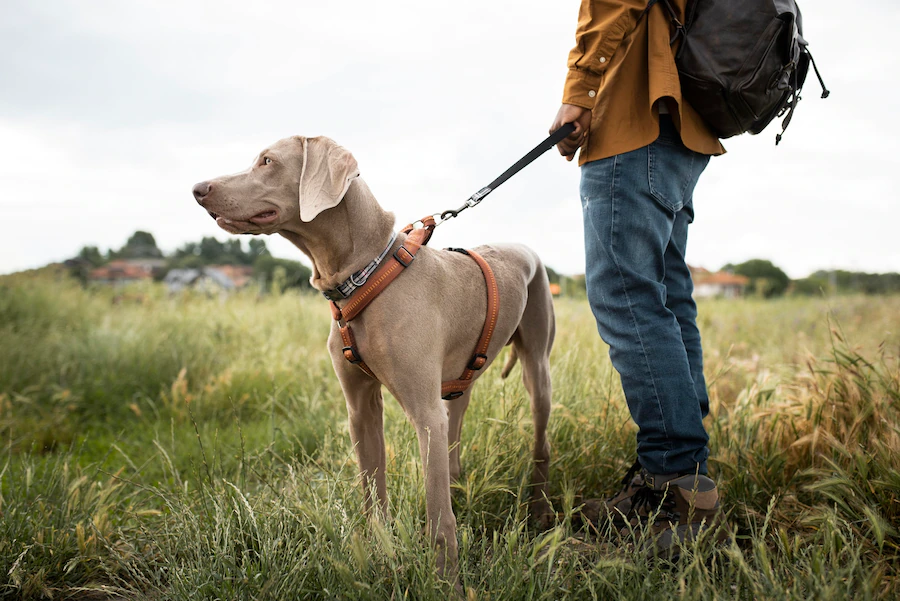 Top 5 Best Dog Training Collars And They’Re So Useful » Dogybreed