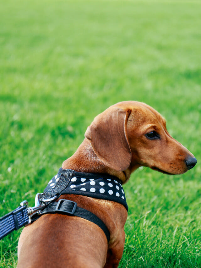 Why Go With A Harness For Miniature Dachshund – 5 Vital Reasons