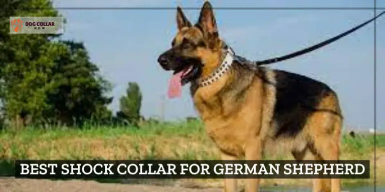 7 Best Shock Collars for German Shepherds – (2024)