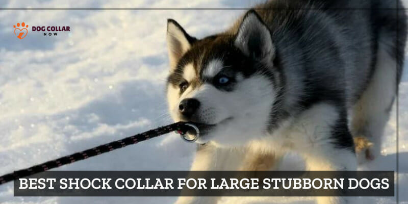 Best Shock Collar For Large Stubborn Dogs