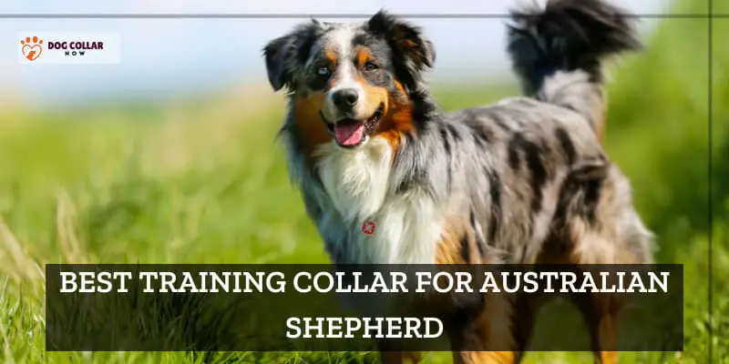 Best Training Collar for Australian Shepherd