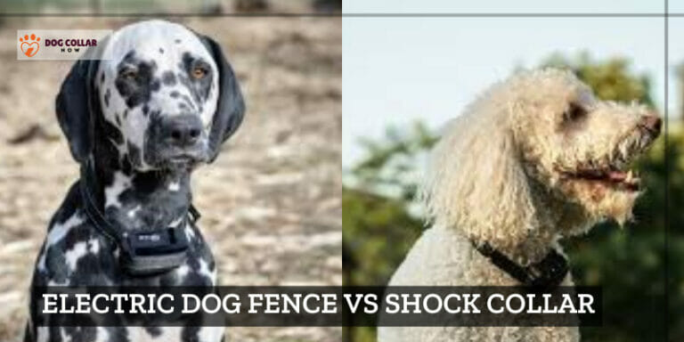 Electric Dog Fence vs Shock Collar – What Is Better Option