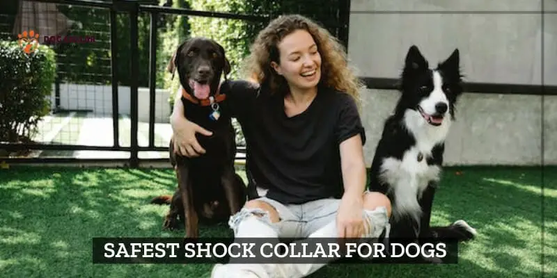 Safest Shock Collars For Dogs