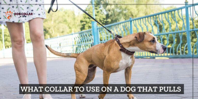 What Collar To Use On A Dog That Pulls – Buying Guide