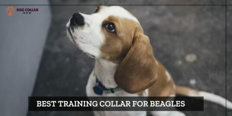 7 Best Training Collar For Beagles – (Aug 2023)