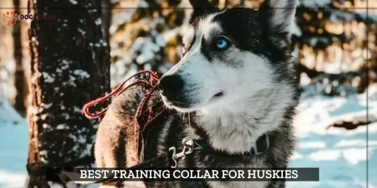7 Best Training Collar For Huskies – (2024)
