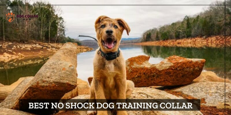 Best No Shock Dog Training Collar