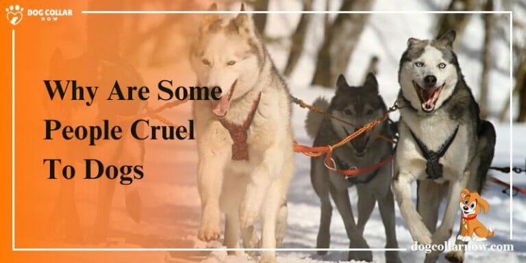 Why Are Some People Cruel To Dogs – A Concern