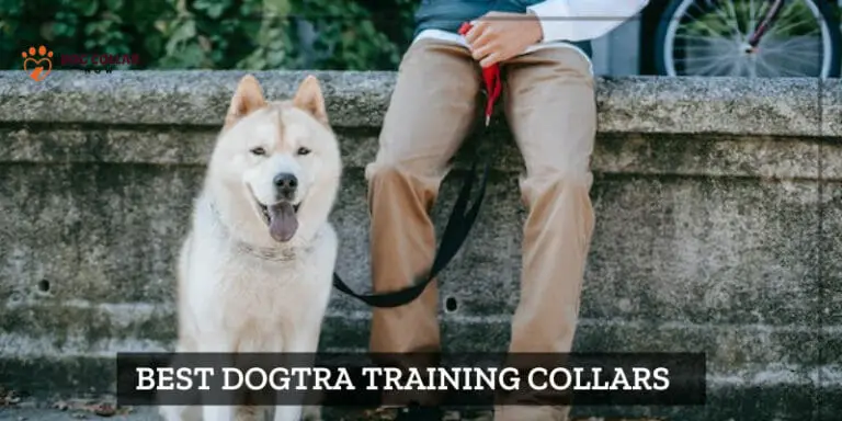 7 Best Dogtra Training Collars – (2024)