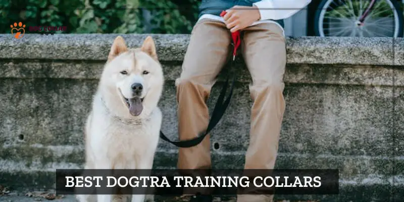 best dogtra training collars