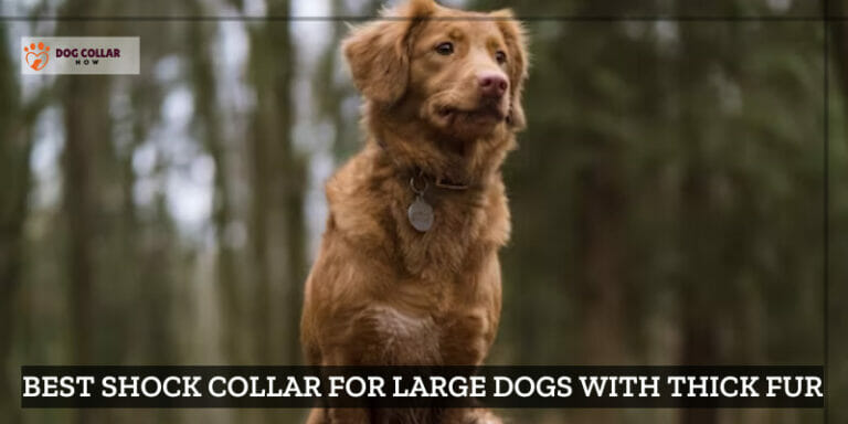 10 Best Shock Collars for Large Dogs With Thick Fur In 2024