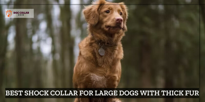 best shock collar for large dogs with thick fur