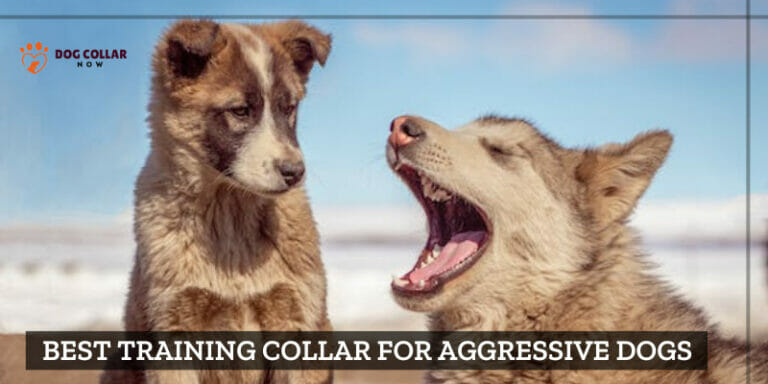 7 Best Training Collars for Aggressive Dogs – (2024)