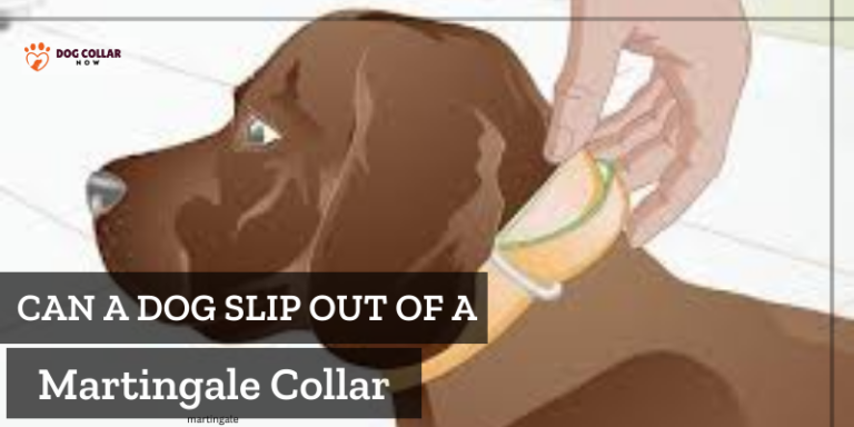 Can A Dog Slip Out Of A Martingale Collar – All You Need To Know
