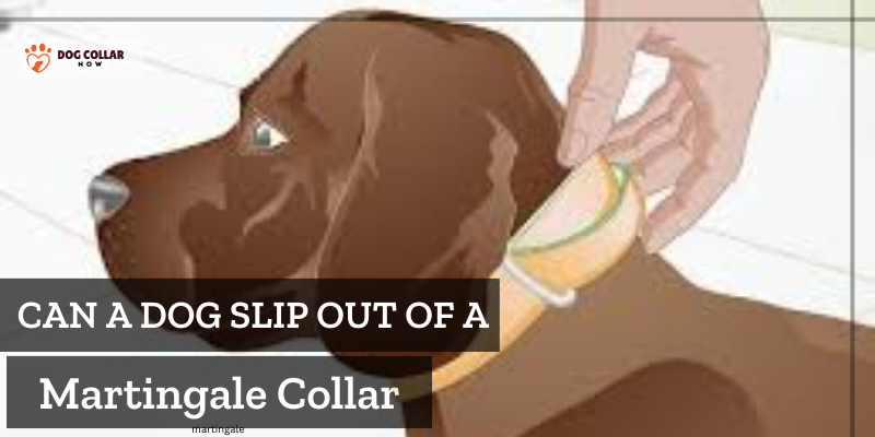 can a dog slip out of a martingale collar