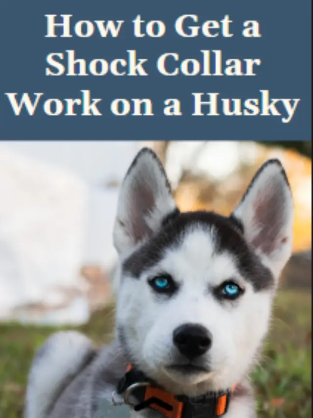 How to get a shock collar work on a Husky