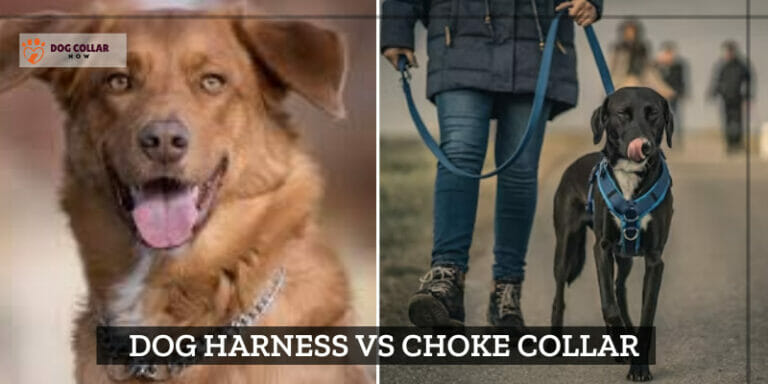 Dog Harness vs Choke Collar – Making The Right Choice