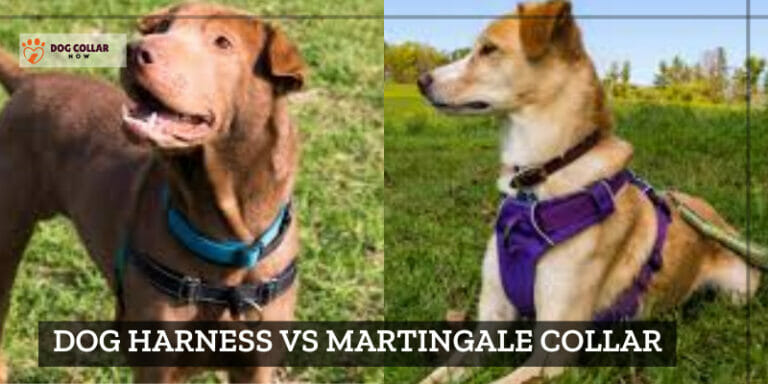 Dog Harness Vs Martingale Collar – Choose Wisely